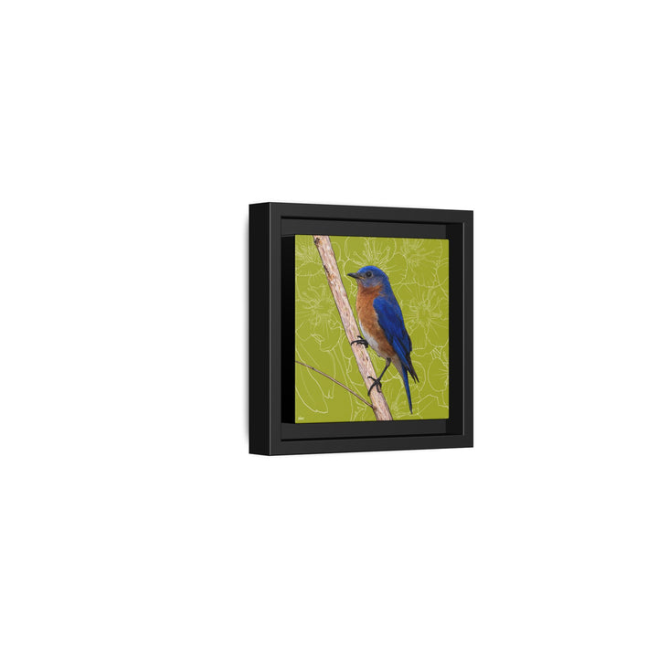 Eastern Bluebird: Missouri State Bird — Framed Canvas Print