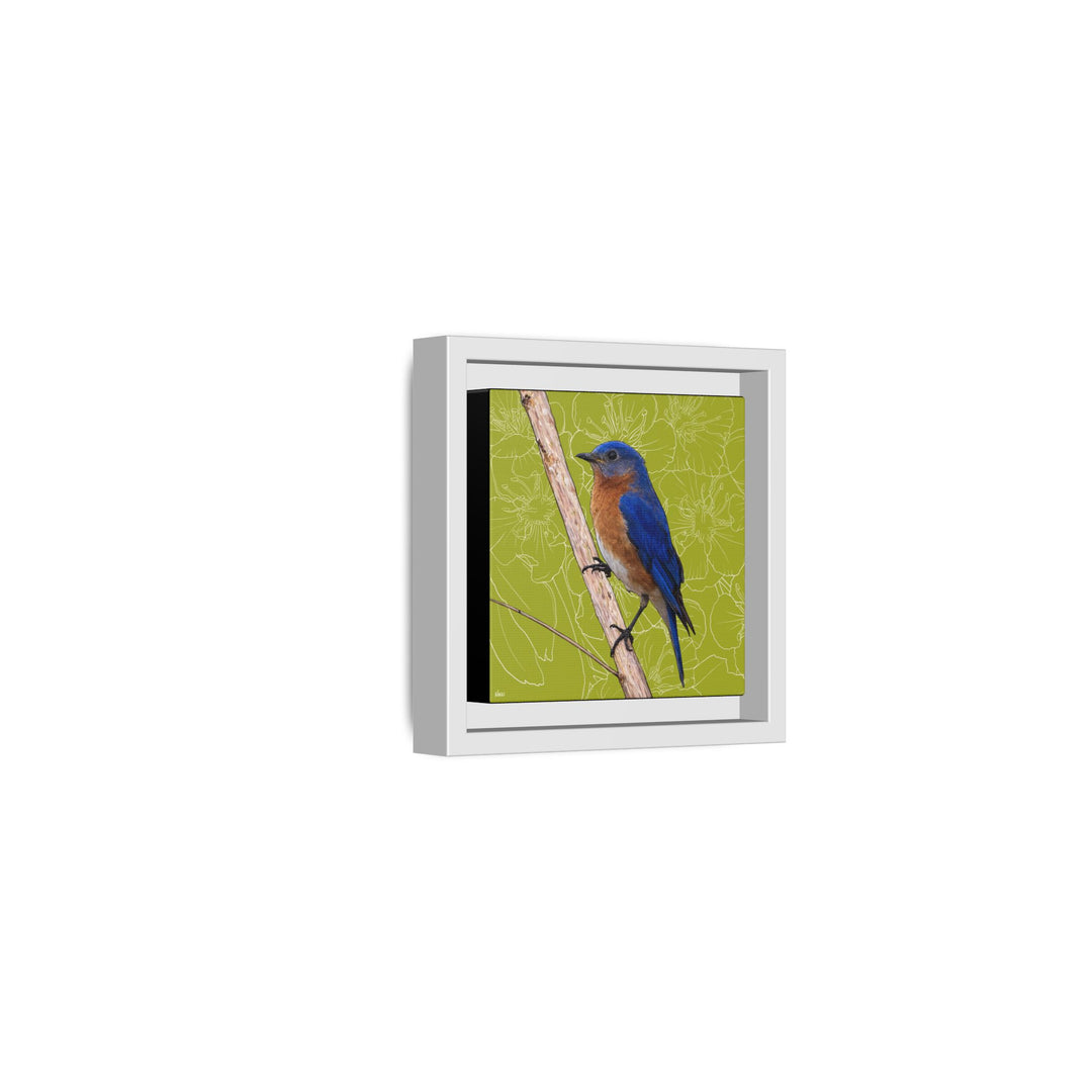 Eastern Bluebird: Missouri State Bird — Framed Canvas Print