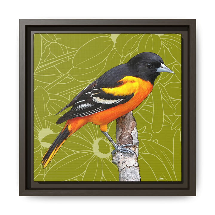 Baltimore Oriole: Maryland State Bird — Framed Canvas Print