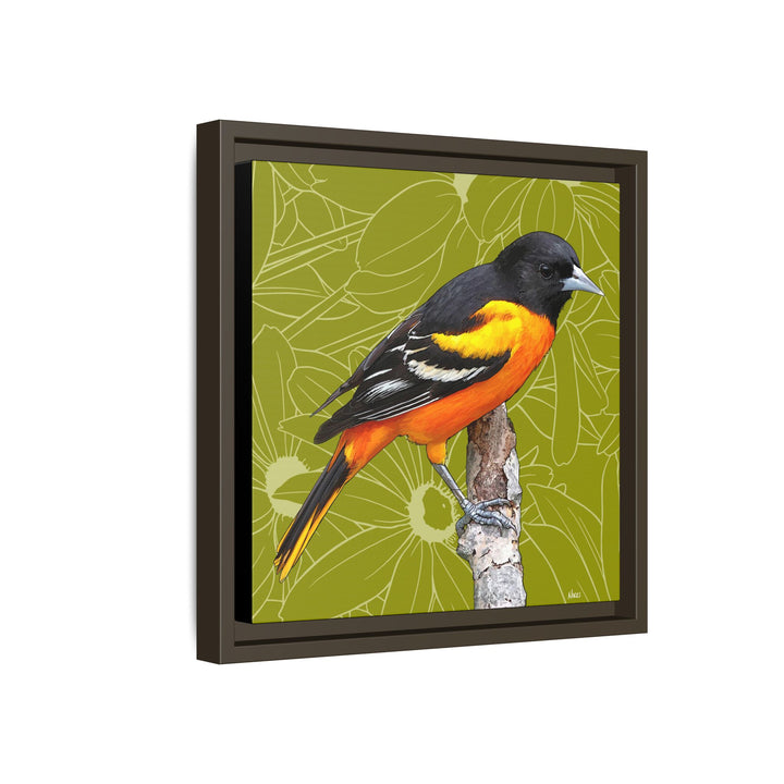 Baltimore Oriole: Maryland State Bird — Framed Canvas Print