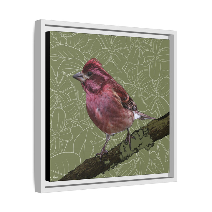 Purple Finch: New Hampshire State Bird — Framed Canvas Print Wall Art