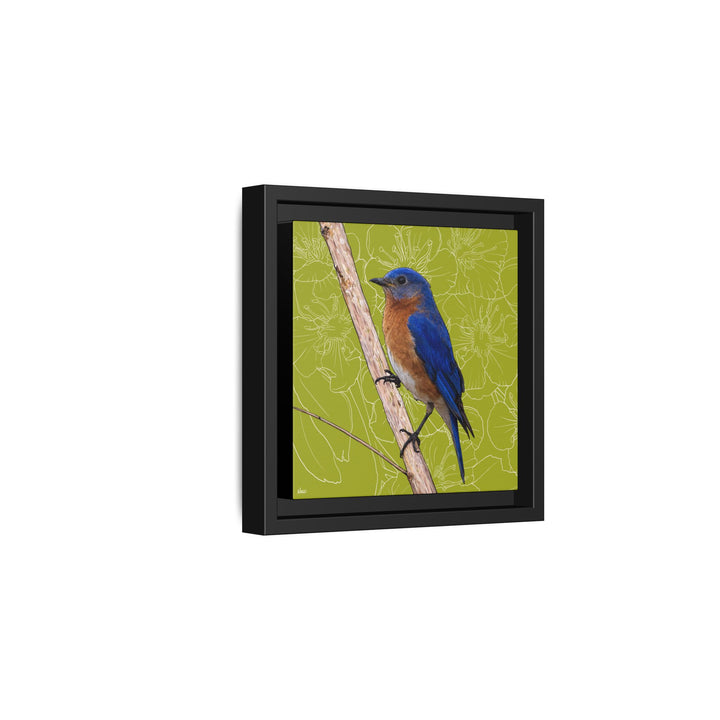 Eastern Bluebird: Missouri State Bird — Framed Canvas Print