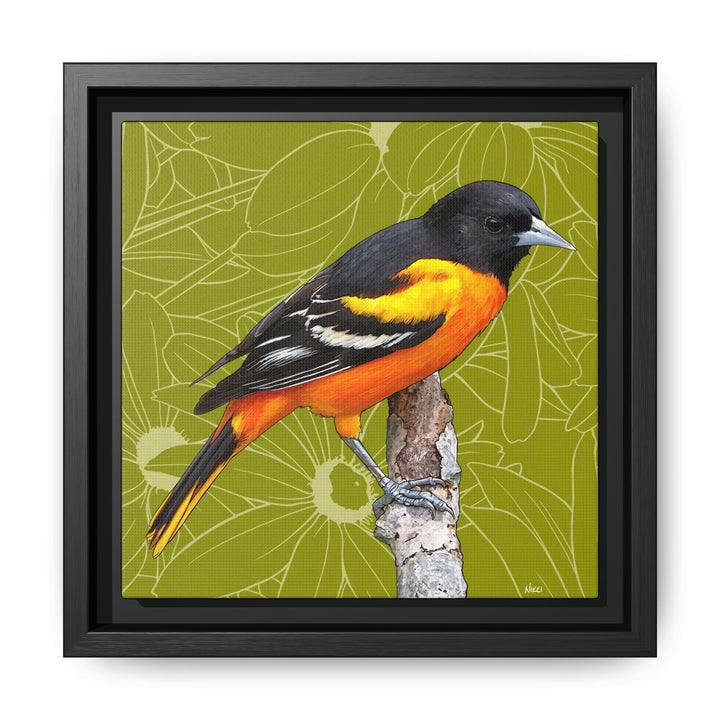 Baltimore Oriole: Maryland State Bird — Framed Canvas Print