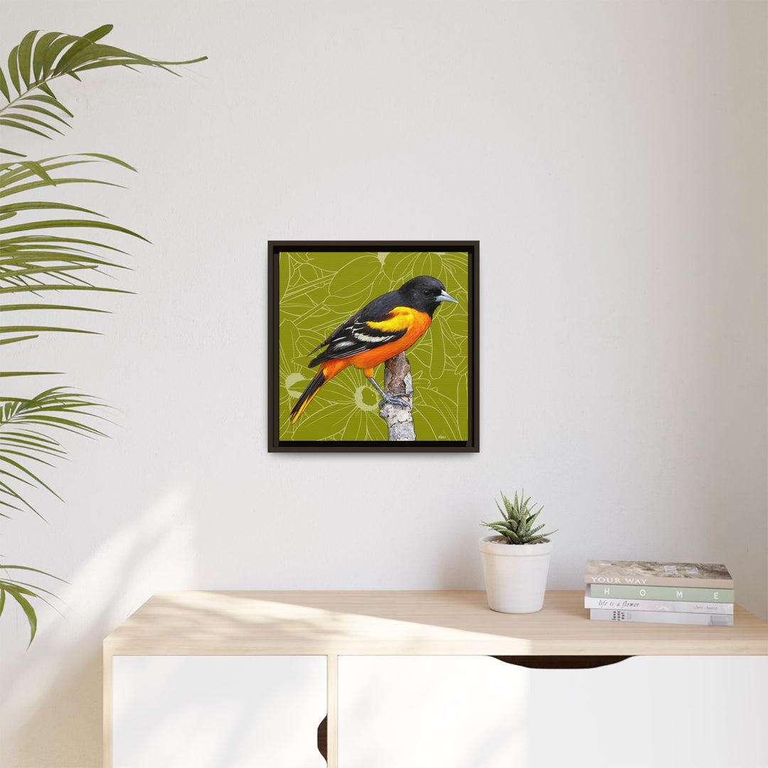 Baltimore Oriole: Maryland State Bird — Framed Canvas Print