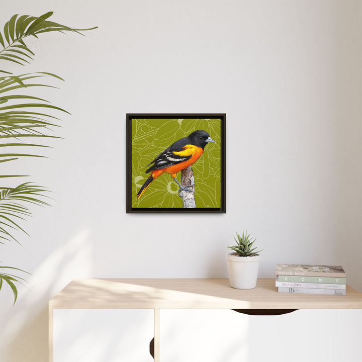 Baltimore Oriole: Maryland State Bird — Framed Canvas Print