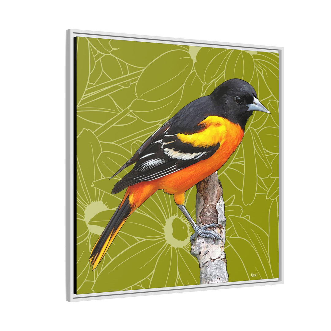 Baltimore Oriole: Maryland State Bird — Framed Canvas Print