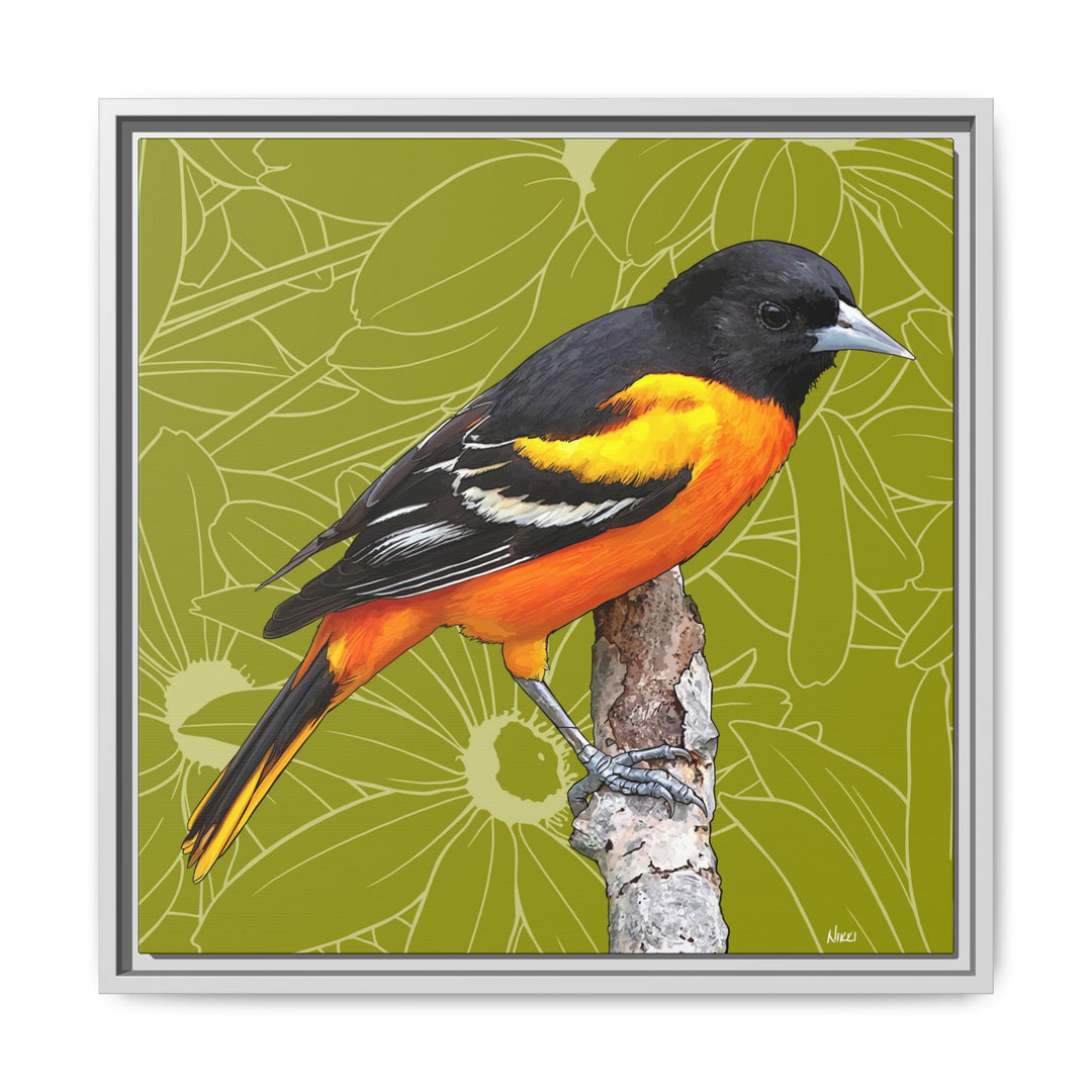 Baltimore Oriole: Maryland State Bird — Framed Canvas Print
