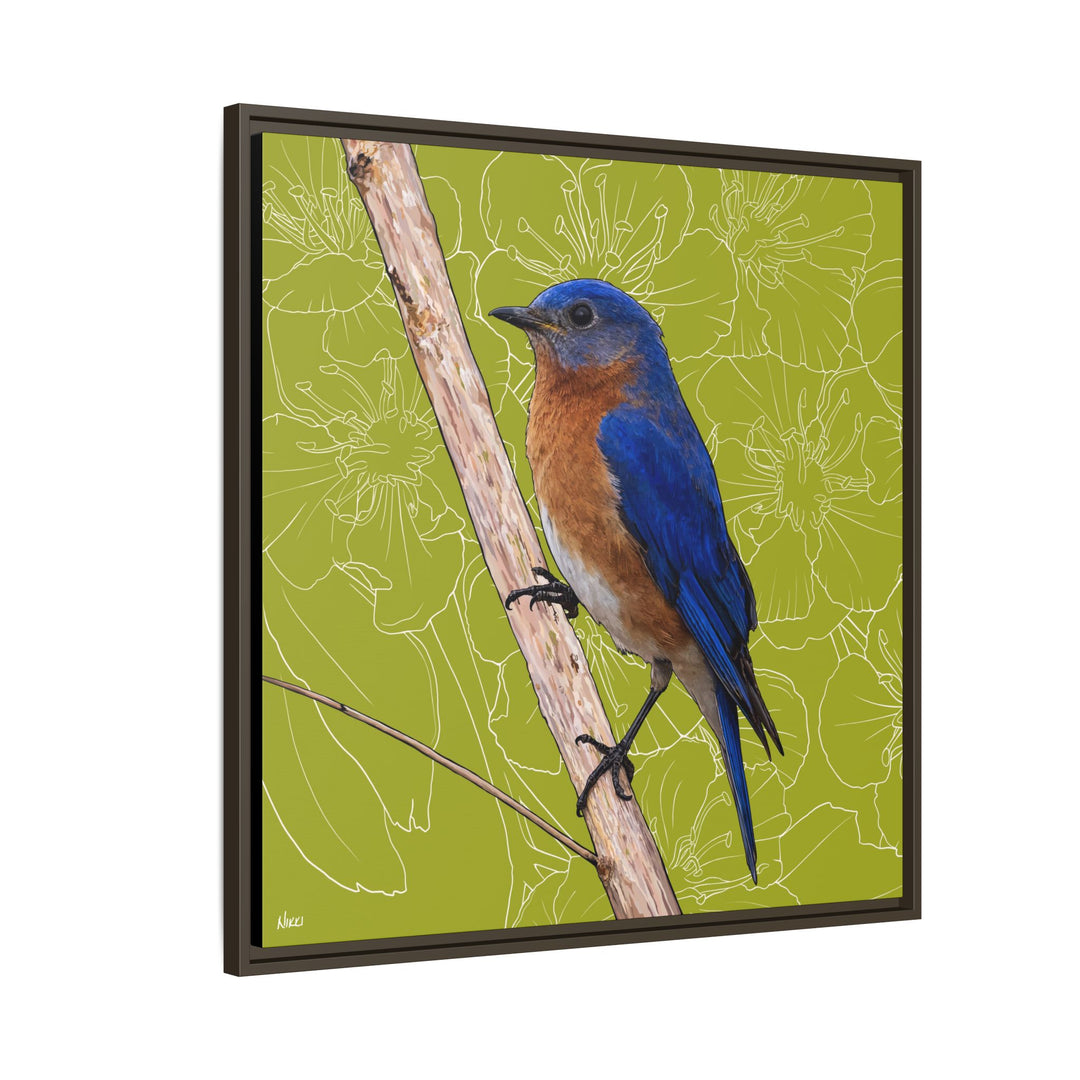 Eastern Bluebird: Missouri State Bird — Framed Canvas Print
