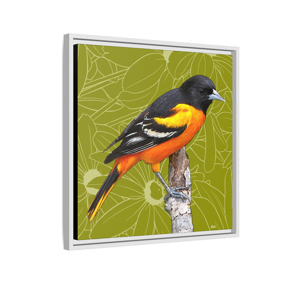 Baltimore Oriole: Maryland State Bird — Framed Canvas Print