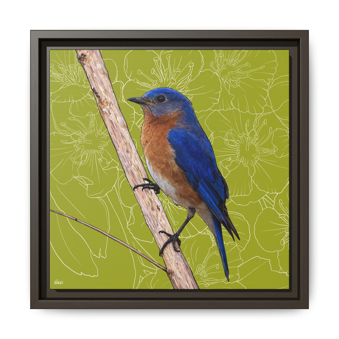 Eastern Bluebird: Missouri State Bird — Framed Canvas Print