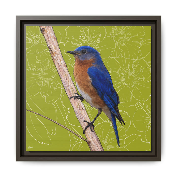 Eastern Bluebird: Missouri State Bird — Framed Canvas Print