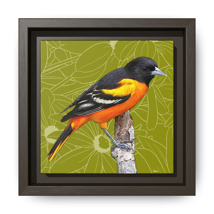 Baltimore Oriole: Maryland State Bird — Framed Canvas Print