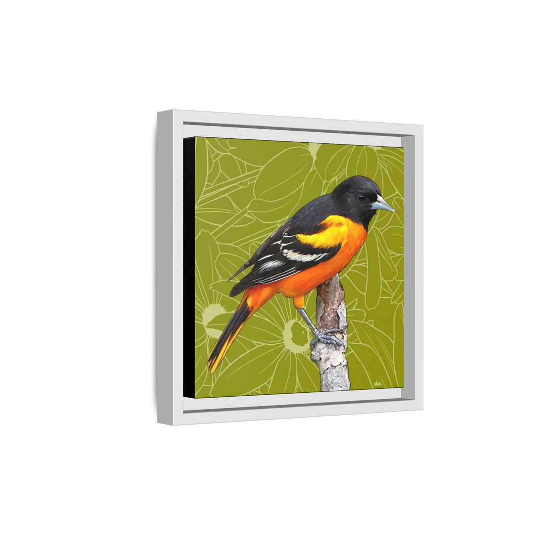 Baltimore Oriole: Maryland State Bird — Framed Canvas Print