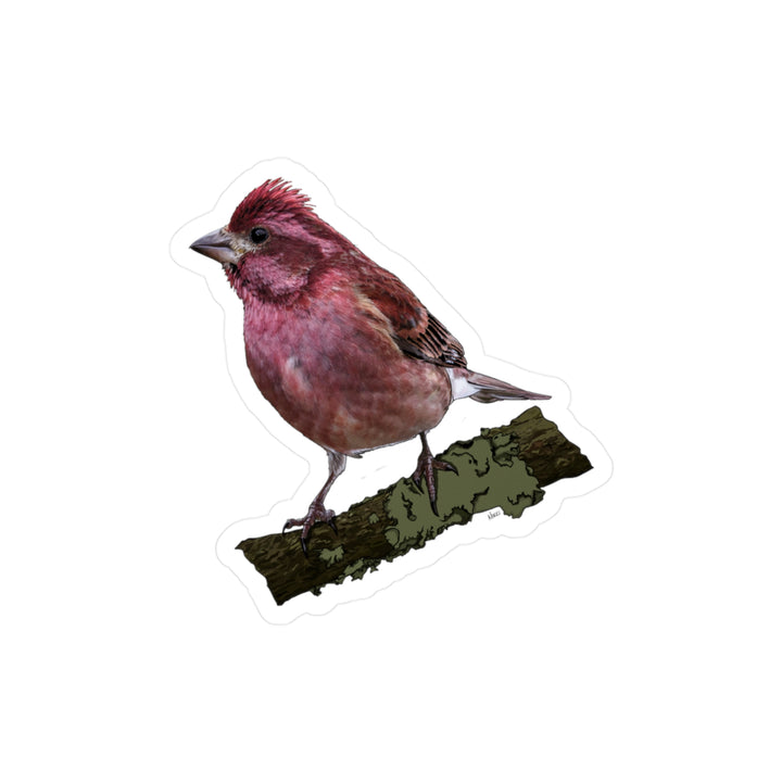 Purple Finch Vinyl Sticker — Kiss-Cut Weatherproof Bird Decal