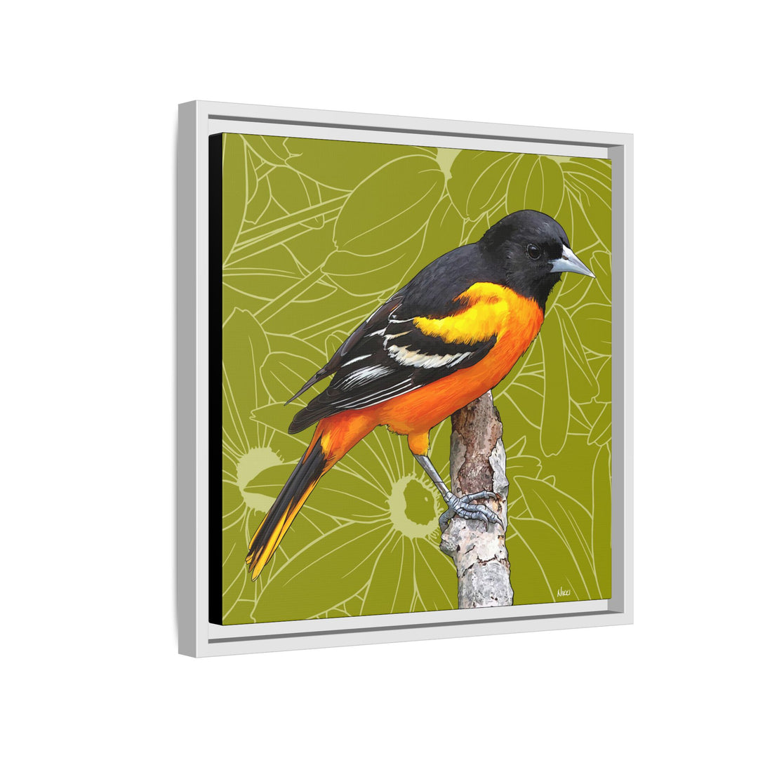 Baltimore Oriole: Maryland State Bird — Framed Canvas Print
