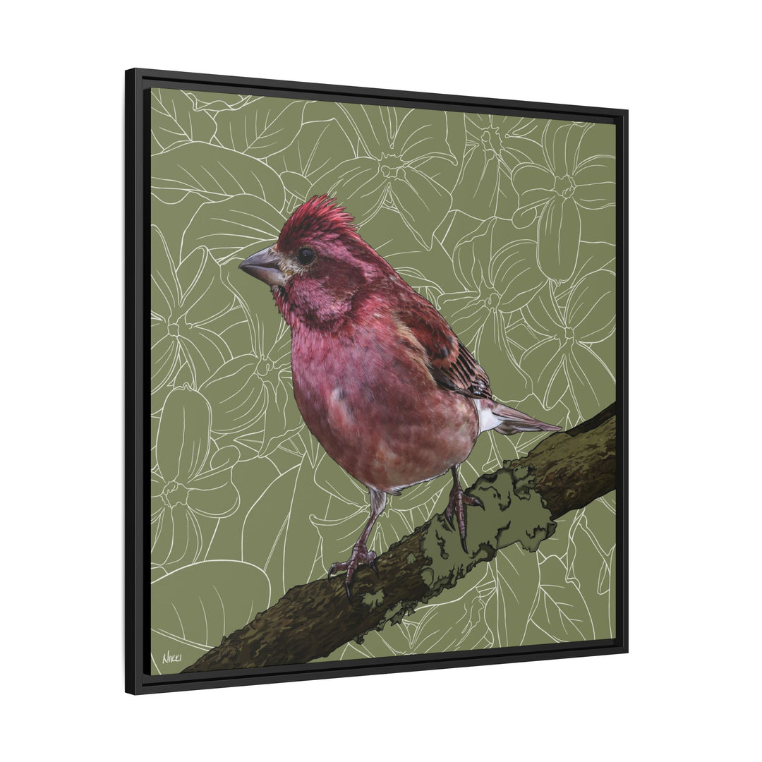 Purple Finch: New Hampshire State Bird — Framed Canvas Print Wall Art
