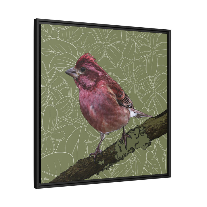 Purple Finch: New Hampshire State Bird — Framed Canvas Print Wall Art