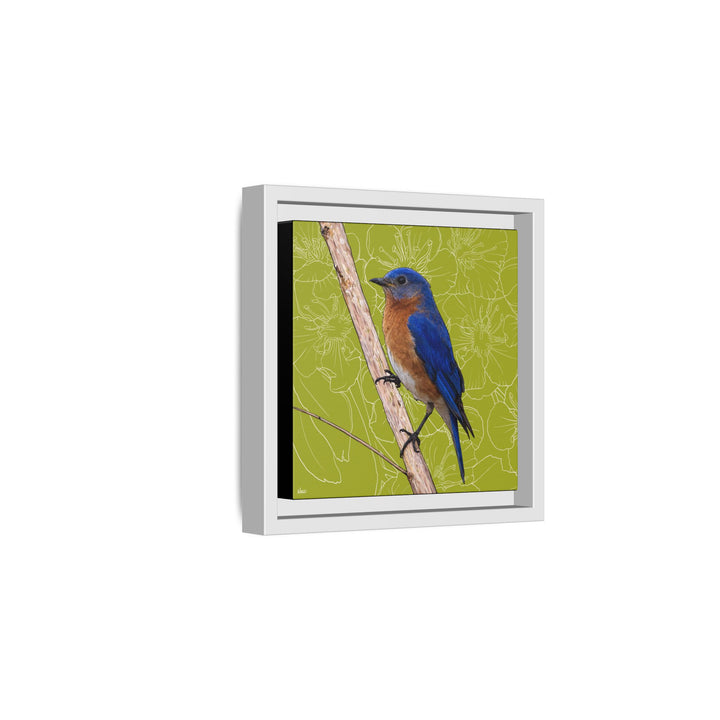 Eastern Bluebird: Missouri State Bird — Framed Canvas Print