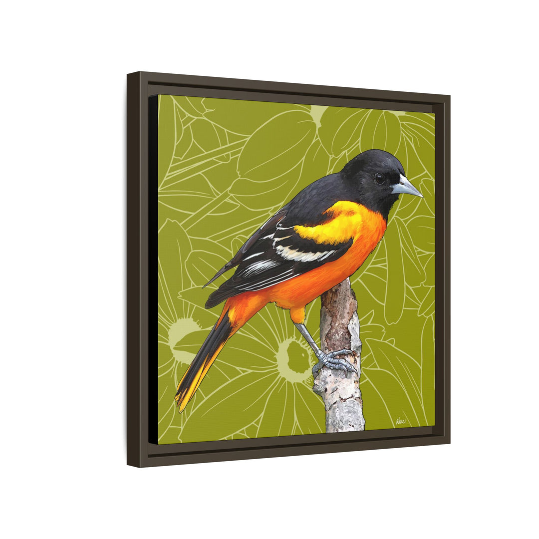 Baltimore Oriole: Maryland State Bird — Framed Canvas Print