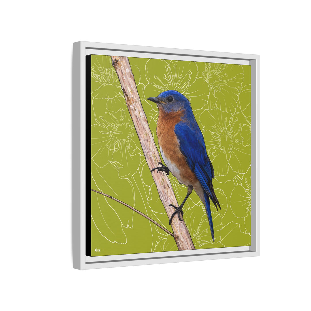 Eastern Bluebird: Missouri State Bird — Framed Canvas Print