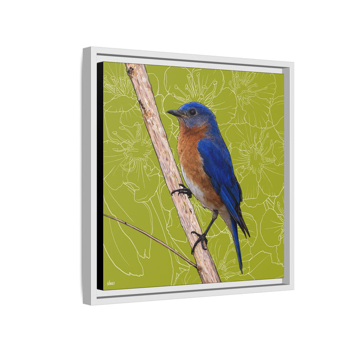 Eastern Bluebird: Missouri State Bird — Framed Canvas Print