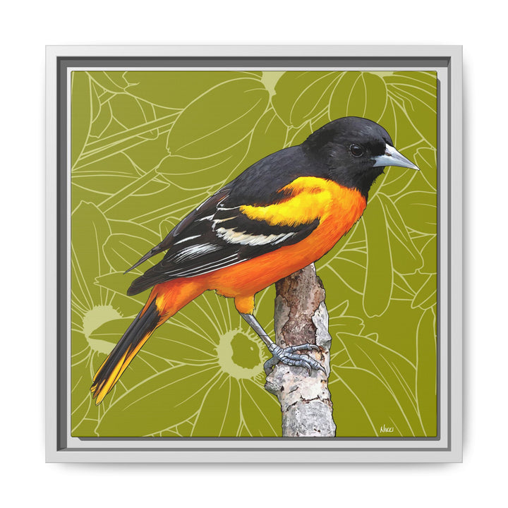 Baltimore Oriole: Maryland State Bird — Framed Canvas Print