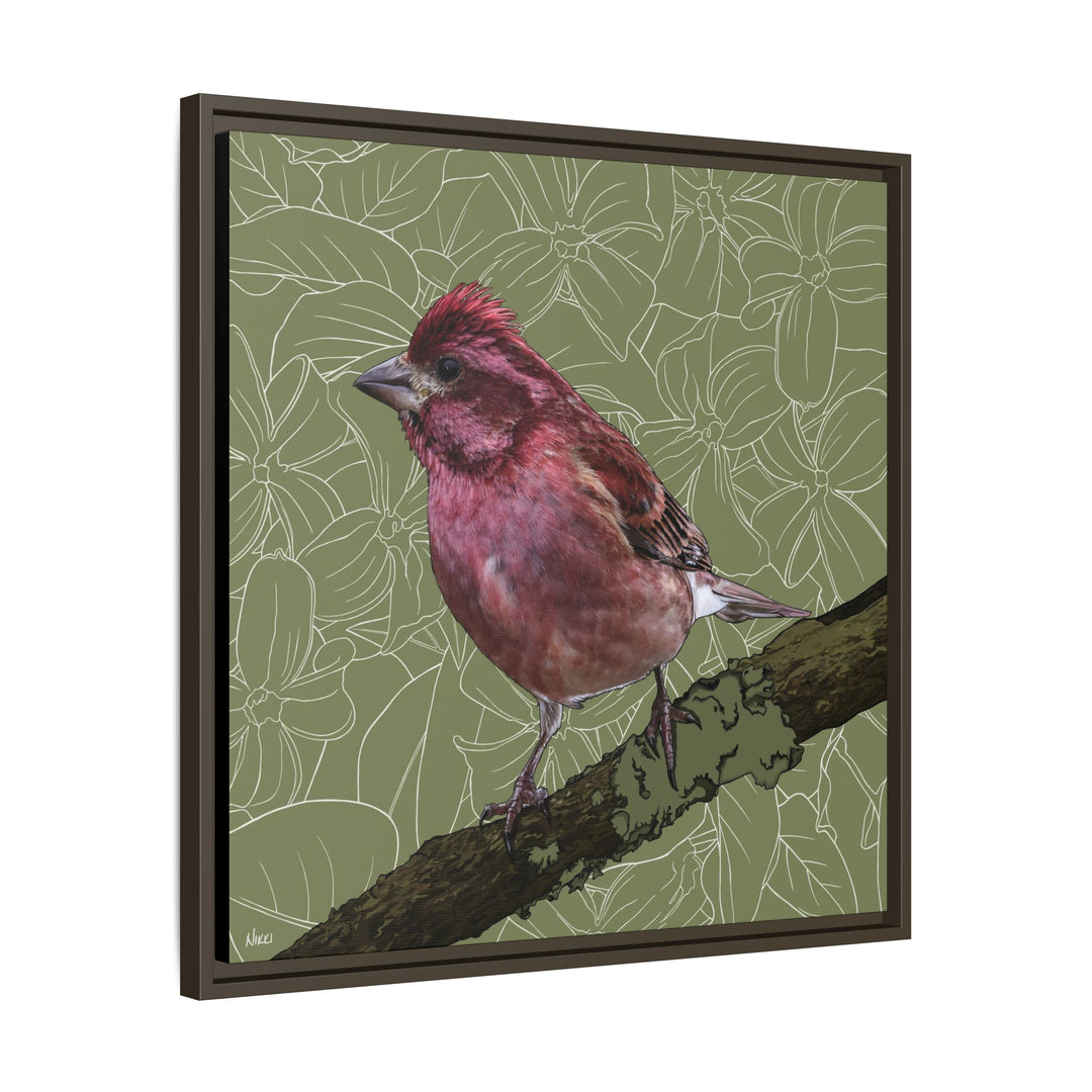 Purple Finch: New Hampshire State Bird — Framed Canvas Print Wall Art