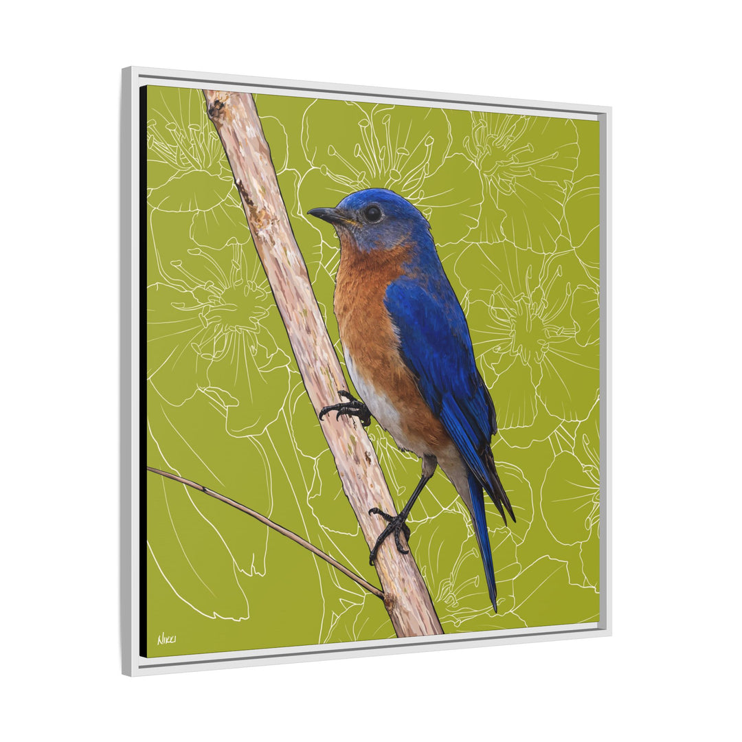Eastern Bluebird: Missouri State Bird — Framed Canvas Print