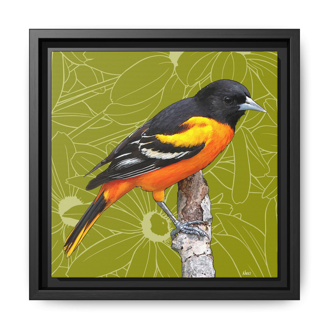 Baltimore Oriole: Maryland State Bird — Framed Canvas Print
