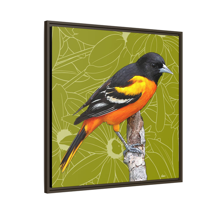 Baltimore Oriole: Maryland State Bird — Framed Canvas Print
