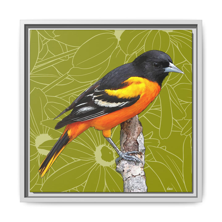 Baltimore Oriole: Maryland State Bird — Framed Canvas Print