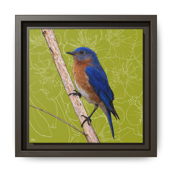 Eastern Bluebird: Missouri State Bird — Framed Canvas Print