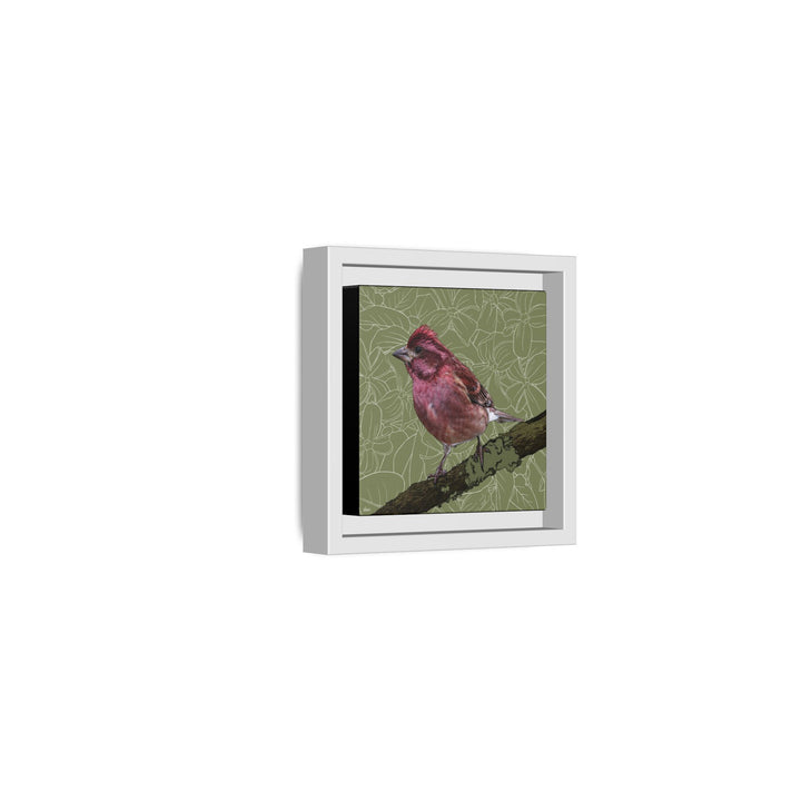 Purple Finch: New Hampshire State Bird — Framed Canvas Print Wall Art