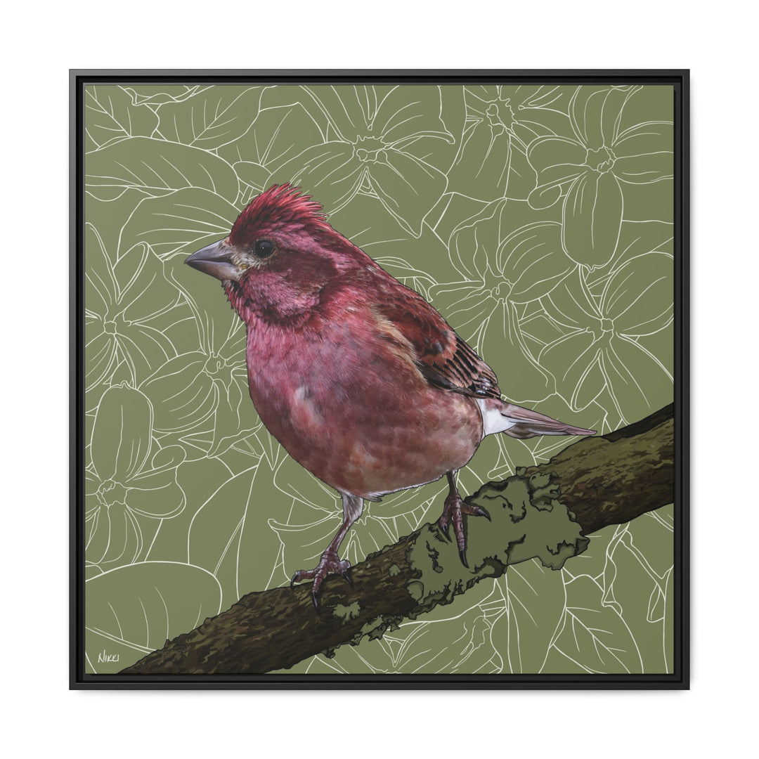 Purple Finch: New Hampshire State Bird — Framed Canvas Print Wall Art