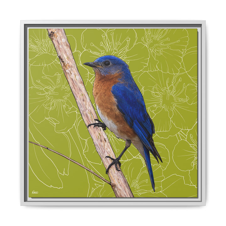 Eastern Bluebird: Missouri State Bird — Framed Canvas Print