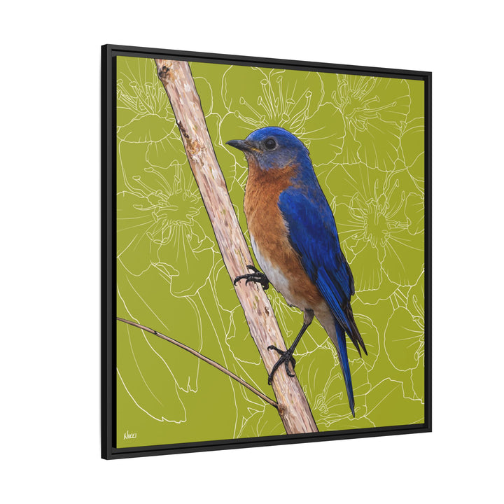 Eastern Bluebird: Missouri State Bird — Framed Canvas Print
