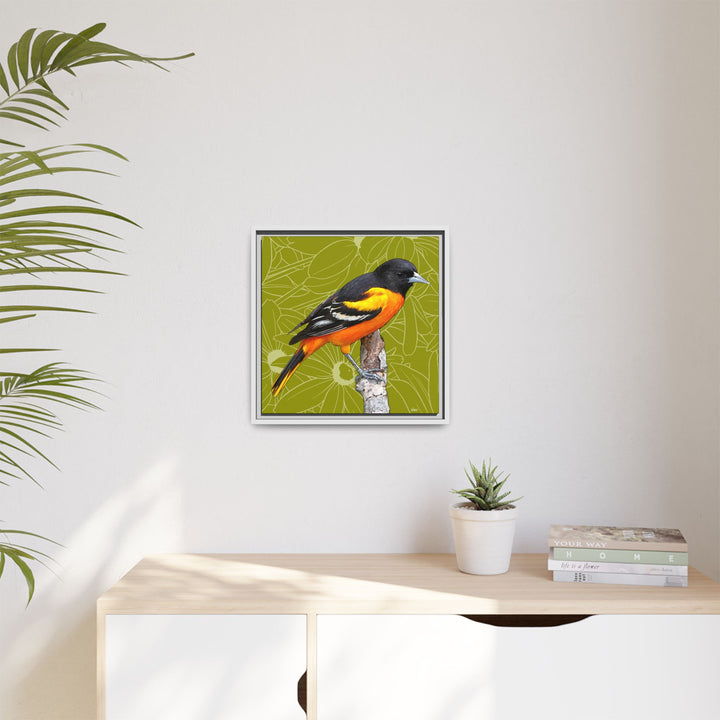 Baltimore Oriole: Maryland State Bird — Framed Canvas Print