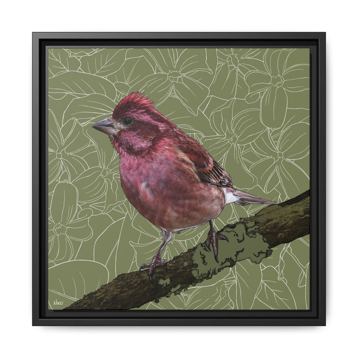 Purple Finch: New Hampshire State Bird — Framed Canvas Print Wall Art