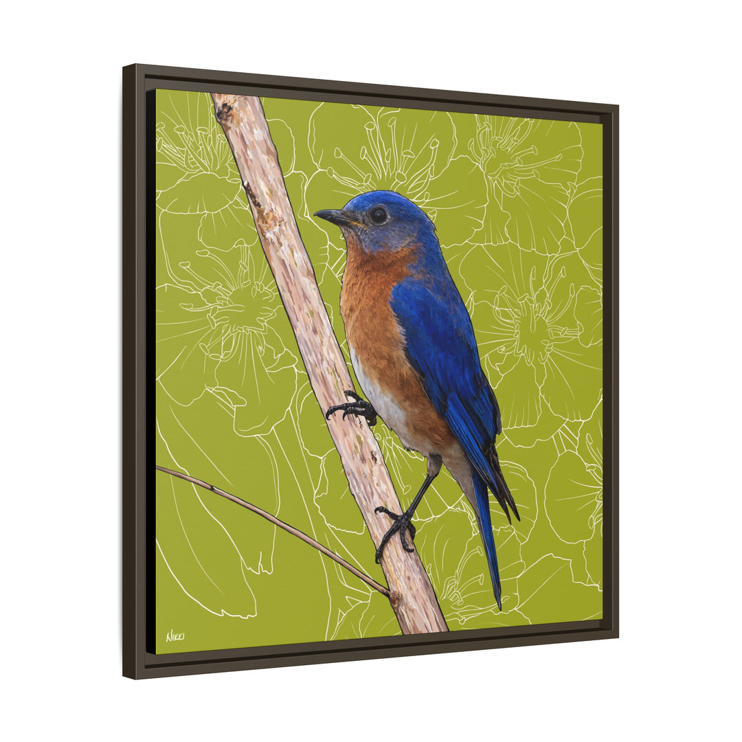 Eastern Bluebird: Missouri State Bird — Framed Canvas Print