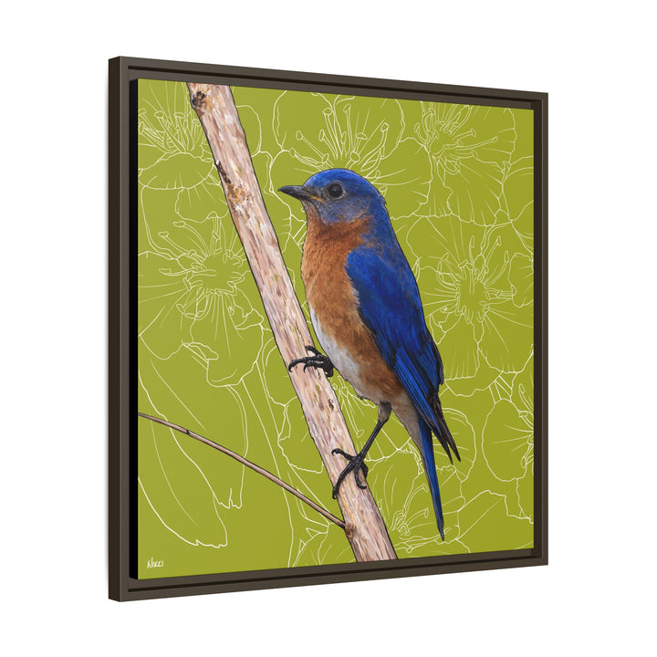 Eastern Bluebird: Missouri State Bird — Framed Canvas Print