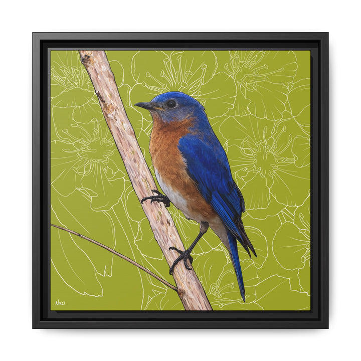 Eastern Bluebird: Missouri State Bird — Framed Canvas Print