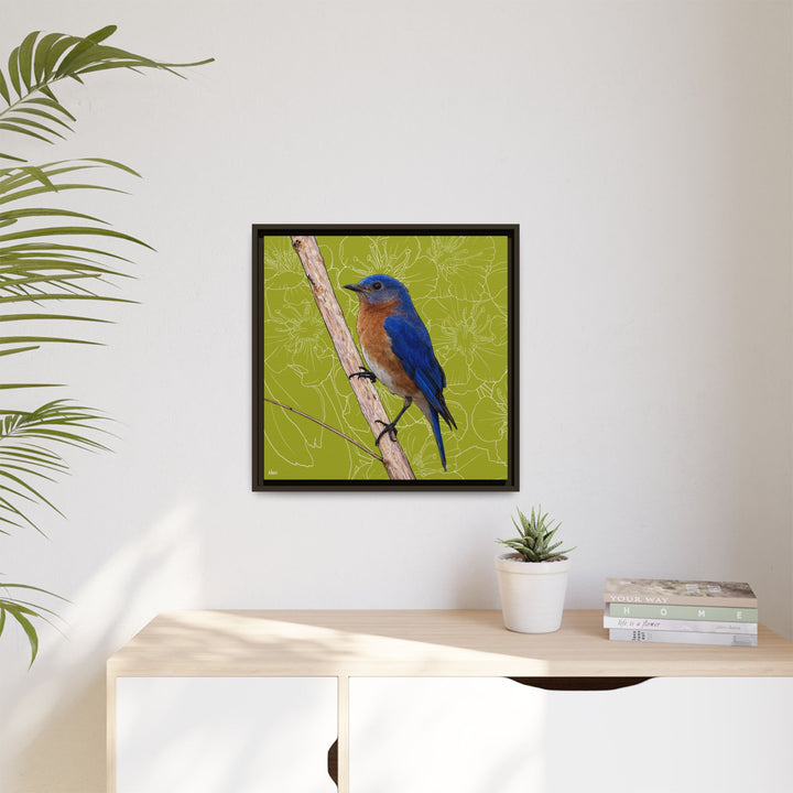 Eastern Bluebird: Missouri State Bird — Framed Canvas Print