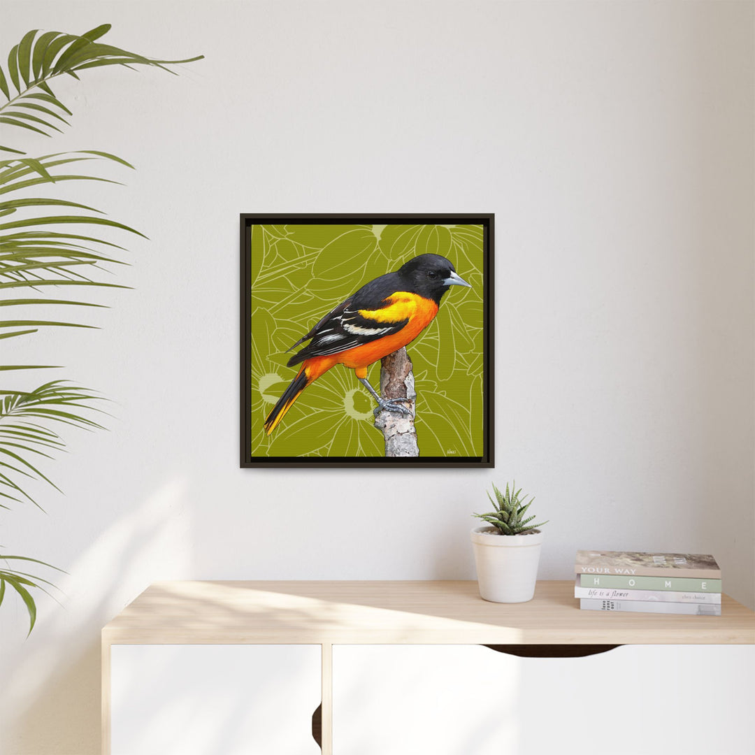 Baltimore Oriole: Maryland State Bird — Framed Canvas Print