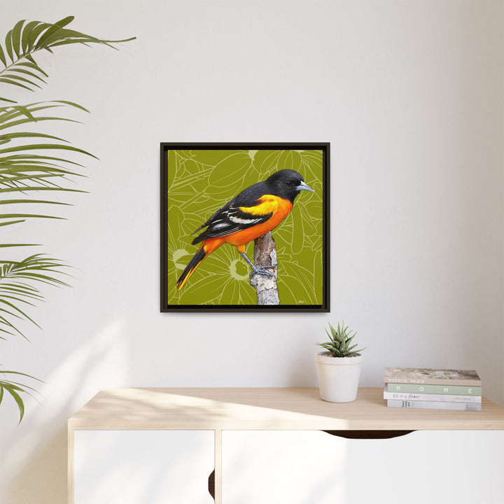 Baltimore Oriole: Maryland State Bird — Framed Canvas Print