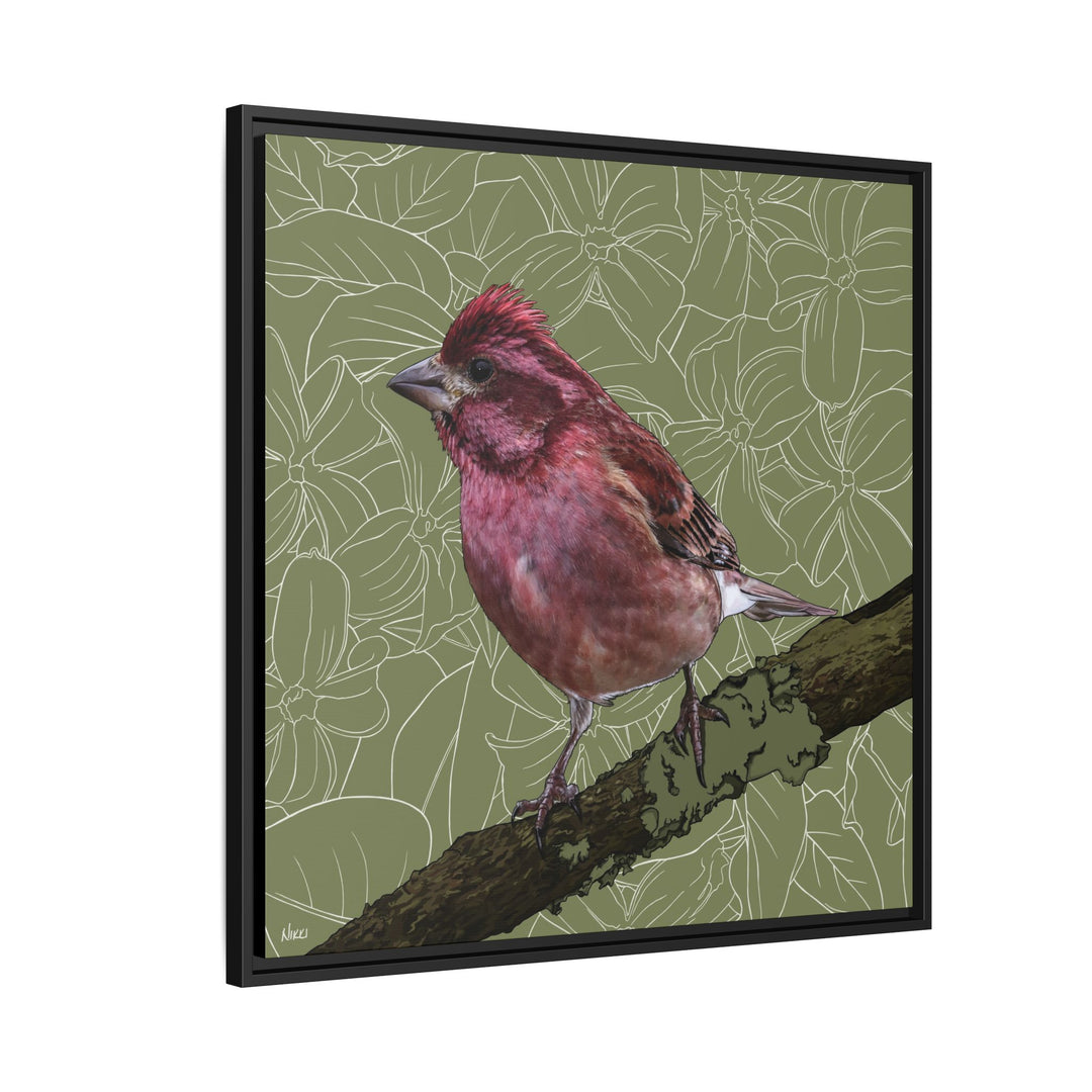 Purple Finch: New Hampshire State Bird — Framed Canvas Print Wall Art