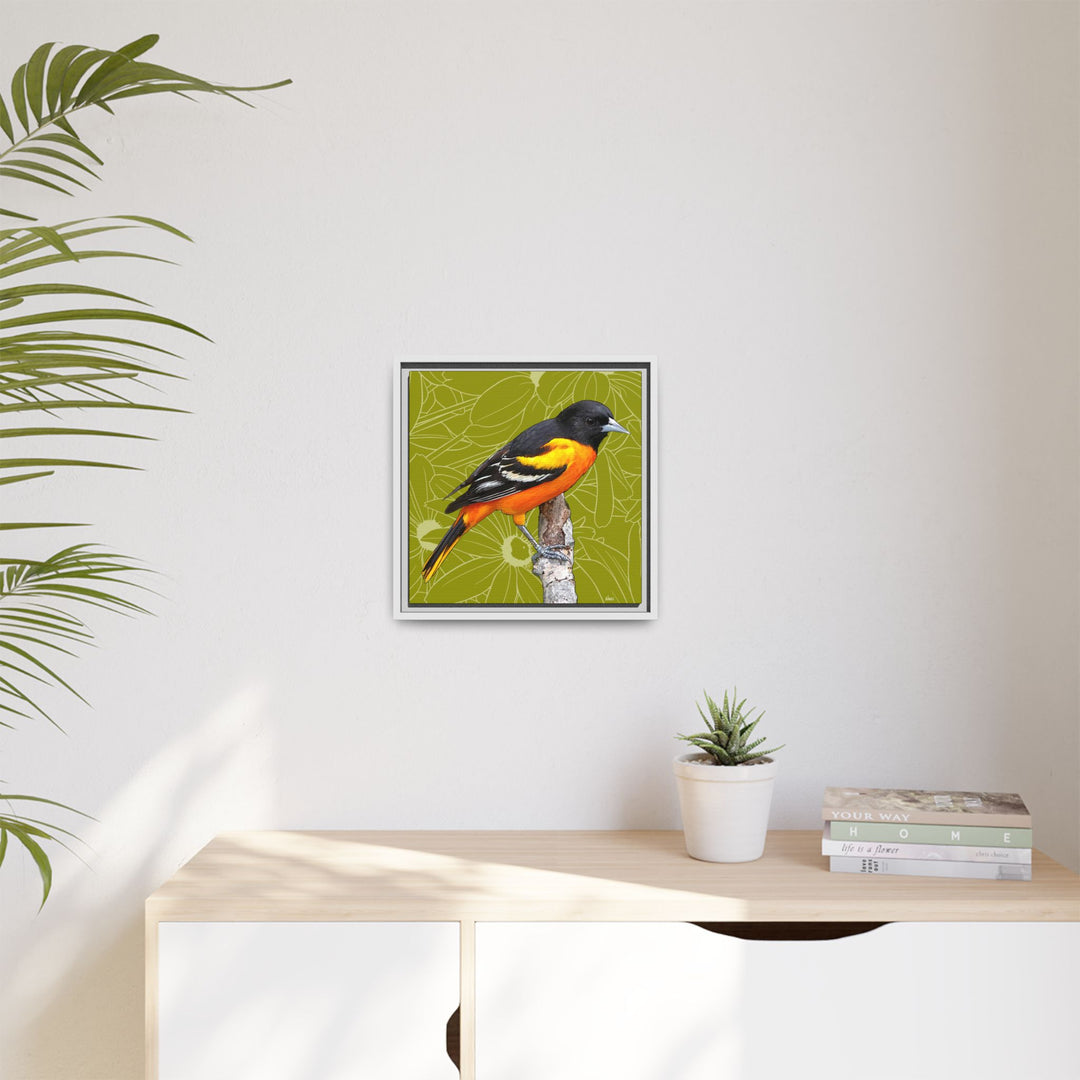 Baltimore Oriole: Maryland State Bird — Framed Canvas Print
