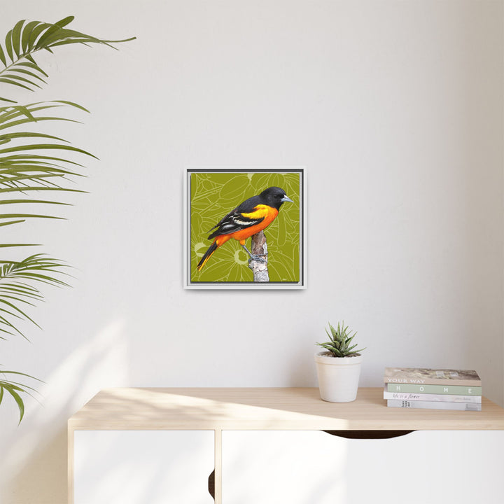 Baltimore Oriole: Maryland State Bird — Framed Canvas Print