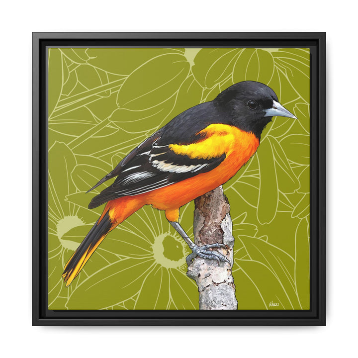 Baltimore Oriole: Maryland State Bird — Framed Canvas Print