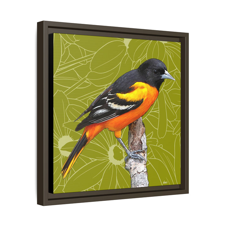 Baltimore Oriole: Maryland State Bird — Framed Canvas Print