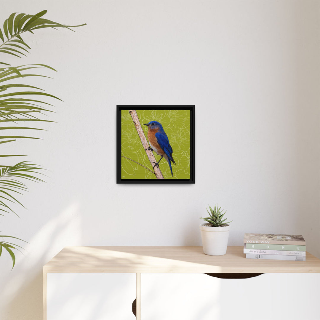 Eastern Bluebird: Missouri State Bird — Framed Canvas Print